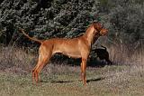 VIZSLA poil court 034